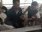 petugas-dpkp-kaltara-ambil-sampel-hewan-ternak-01062022.jpg