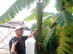 pohom-pisang-unik-12082022.jpg