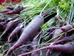 purple-carrot.jpg