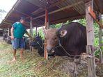 sapi-dari-gorontalo-15062022.jpg