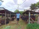 sapi-kurban-di-tarakan-08072022.jpg