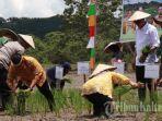 tanam-padi-di-Desa-Antutan-Kaltara-010824.jpg
