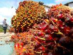 tandan-buah-segar-kelapa-sawit-hasil-perkebunan-di-kabupaten-malinau-arh.jpg