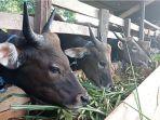 ternak-sapi-hewan-kurban-02-09062022.jpg