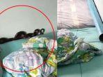 viral-kisah-ibu-kaget-melihat-ular-hitam-meringkuk-di-balik-bantal-bayinya.jpg