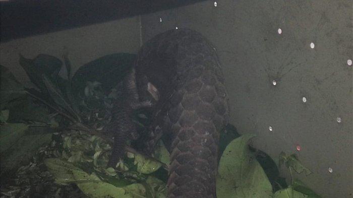 BKSDA Kalteng Selamatkan Induk dan Anak Trenggiling yang Tersangkut Pagar Jaring Milik Warga