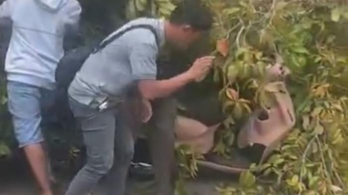 Breaking News, Pohon Tumbang di Jalan Patih Rumbih Palangka Raya Kalteng Timpa Warga Melintas