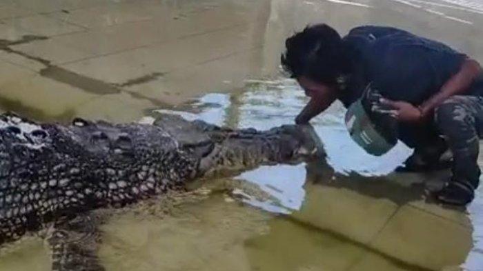 Buaya Riska Dipindahkan ke Kawasan Mangrove, Pak Ambo Berharap Sahabatnya Bisa Beraktivitas Lagi