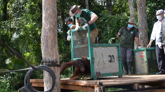 Hampir 2 Dekade di Rehabilitasi Nyaru Menteng, Orangutan Kapuan Akhirnya Pulang ke Hutan Kalteng