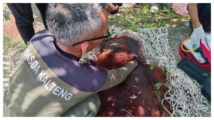 Berita Populer Kotim, Ibu dan Anak Orangutan Dievakuasi Masuk Kebun, Pemeriksaan ASN Tak Netral