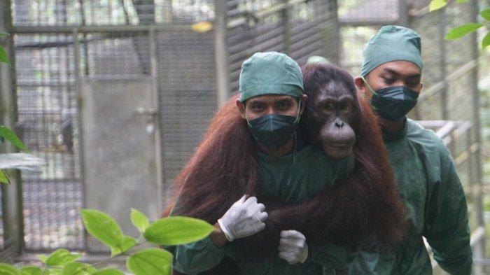 300 Orangutan Menunggu Dilepasliarkan, Pengurus BOS Ajak Masyarakat Lindungi Hutan dan Spesiesnya