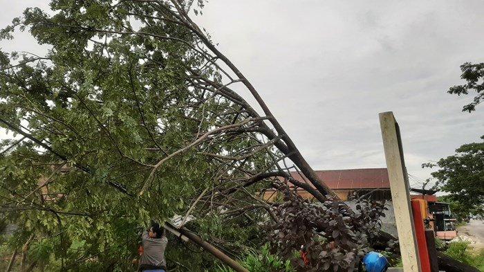 Hujan Disertai Angin Kencang Sebabkan Pohon Tumbang di Baamang Tengah Kotim Timpa Tiang Listrik