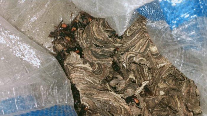 Sarang Tawon Vespa Ukuran 30x20 Cm di Rumah Warga Jalan Pinguin Palangkaraya Dievakuasi Tim ERP