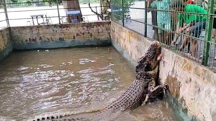 BUAYA FATIMAH - Wisata Kota Palangka Raya selalu ada yang menarik. Taman Wisata Kumkum di Jalan Wisata, Pahandut Seberang, Kalimantan tengah
