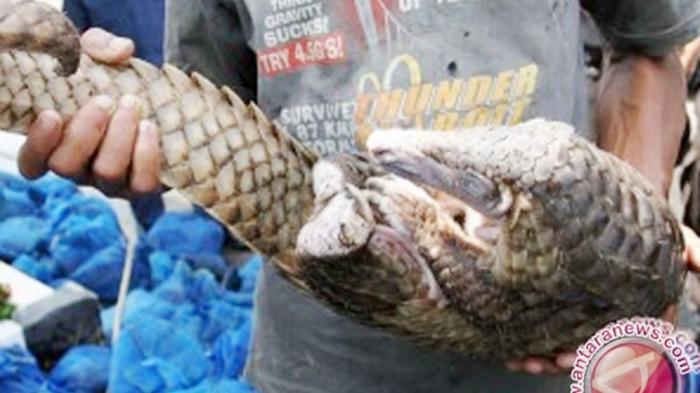 Gagal Selundupkan 360 Kg Sisik Trenggiling, Seorang Pria Asal Hulu Sungai Tengah Diamankan