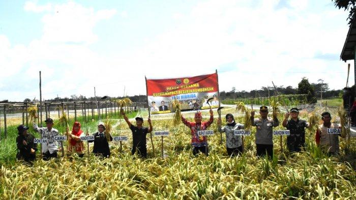 Bupati Kapuas Ben Brahim S Bahat dengan Forkompinda Ikut Panen Raya di Kelurahan Sei Pasah