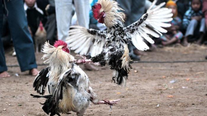 Judi Sabung Ayam di Batumandi Balangan Dibubarkan, Barang Bukti dan Lima Orang Diamankan