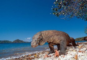 Pria Paruh Baya Warga Manggarai Barat Diserang dan Digigit Komodo, Korban Dibawa ke RS Labuan Bajo