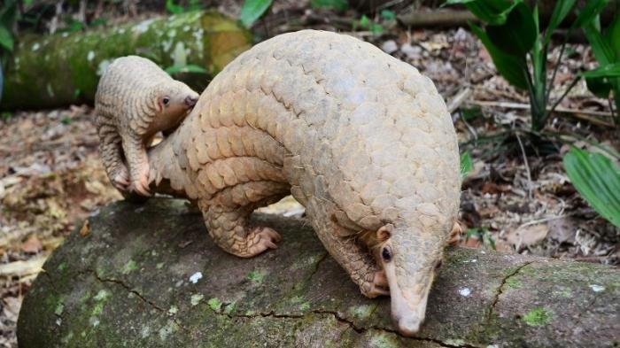 Jual Sisik Trenggiling di Marketplace, Warga Kobar Buat Perjanjian Tidak Ulangi Perbuatan