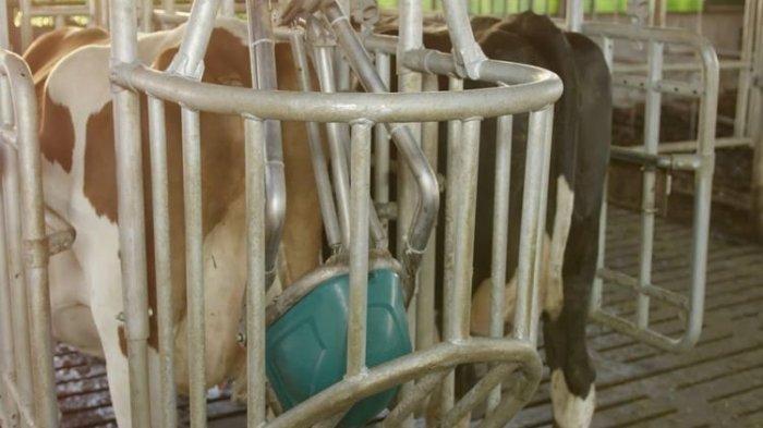 Sapi Diajari Kencing di Toilet, Ternyata Bisa! Ini Buktinya