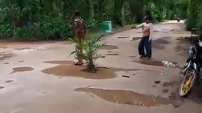 Warga Desa Bagendang Hilir Tanam Pohon Sawit di Jalan Rusak, Protes Tak Diperbaiki Selama 10 Tahun
