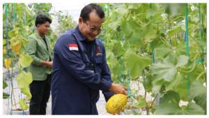 Dinas-TPHP-Kalteng_Mukti-Aji_panen-melon.jpg