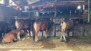 Hewan-kurban-termasuk-sapi-yang-ada-di-lapak-Satimi-menjelang-Idul-Adha-2024.jpg