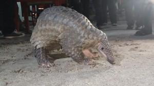 Trengiling-di-Kotimmmm-kalteng.jpg