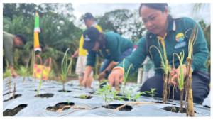 bawang-putih-lamandau.jpg
