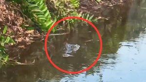buaya-di-sampit-f.jpg