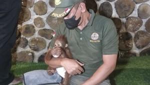 evakuasi-orangutan-sampit.jpg