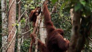 orang-utan-tanjung-puting-lho.jpg