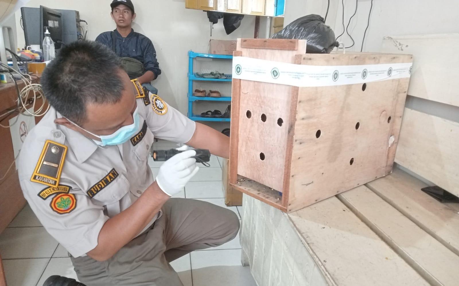 Karantina Pertanian Awasi Lalulintas Komoditas di Pelabuhan Sampit Selama Angkutan Lebaran 2023