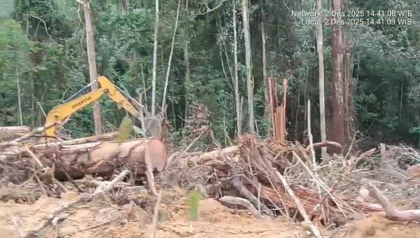 Deforestasi-di-Antang-Kalang-Kotim.jpg