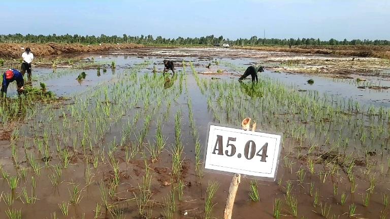 Food-estate-Palangkaraya-f.jpg