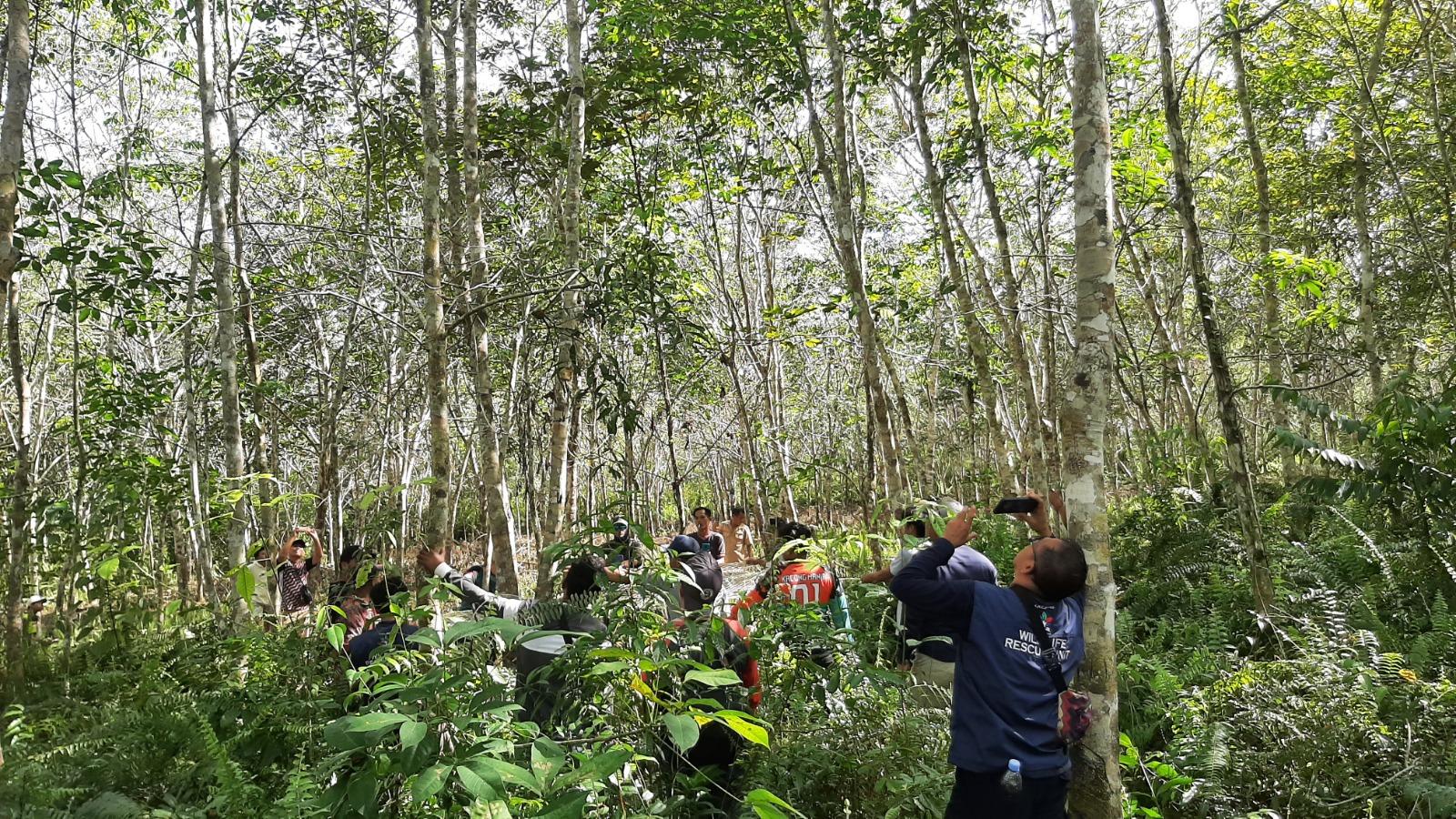 Viral Orangutan Jantan Sempat Hadang Warga Kotim Kalteng, BKSDA Pos Sampit Lakukan Rescue