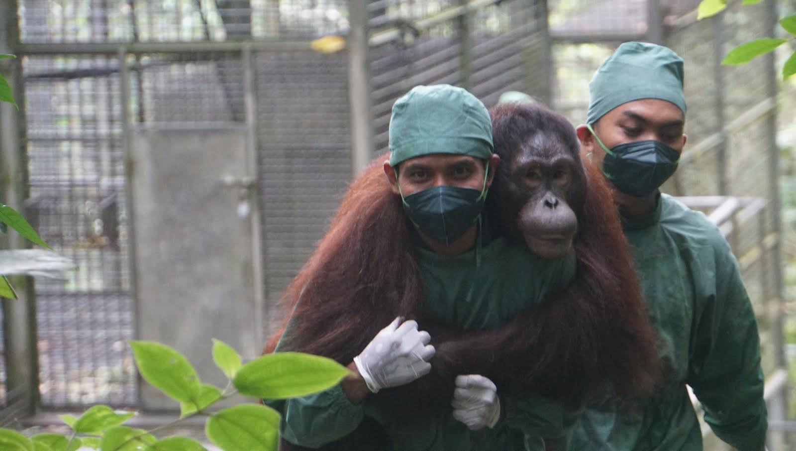 Petugas-BOSF-dan-BKSDA-saat-melakukan-perawatan-dan-pelepasliran-Orangutan.jpg