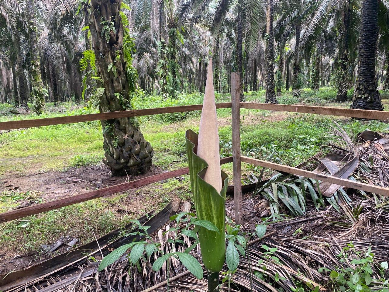 Fenomena Langka Terulang, 4 Bunga Raksasa Diduga Titan Arum Muncul di  Area Sawit Kotim Kalteng