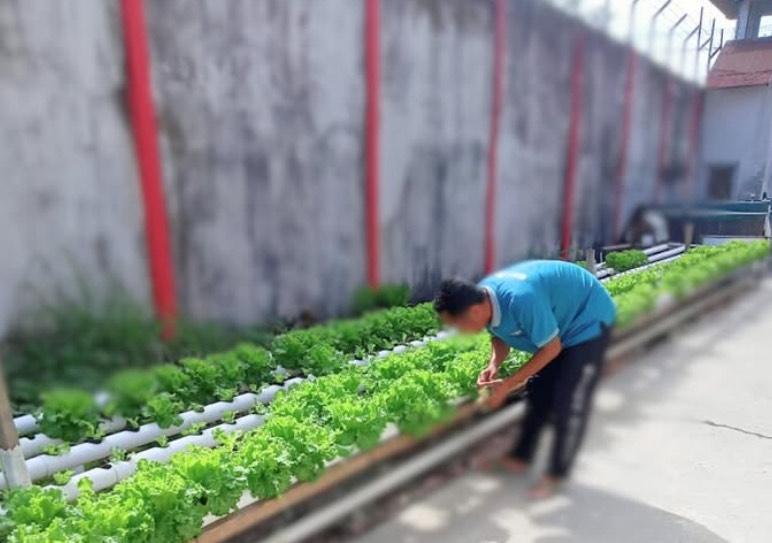 Warga-binaan-saat-mengelola-hidroponik-di-halaman-belakang-Lapas-Sampit.jpg