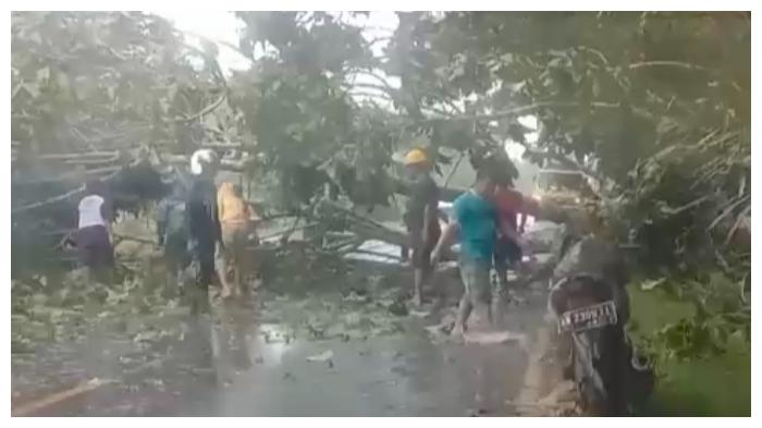angin-kencang-pohon-tumbang-sampit.jpg