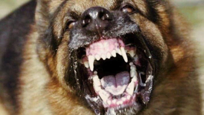 Laporan Rabies di Kotim Nihil, Dinas Pertanian Imbau Hewan Piaraan Dilakukan Vaksinasi Berkala