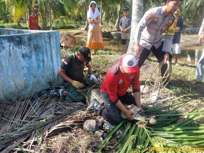 buaya-ditangkap-elkjgh.jpg