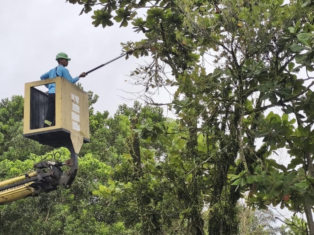 Antisipasi Cuaca Ekstrem Palangka Raya Kalteng, Tim Gabungan Bersihkan Drainase dan Pangkas Pohon