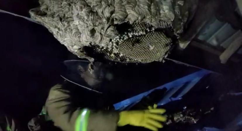 Resah Sarang Tawon Berdiameter 50 cm di Atap Rumah Warga Jalan Kakaktua, Tim ERP Evakuasi