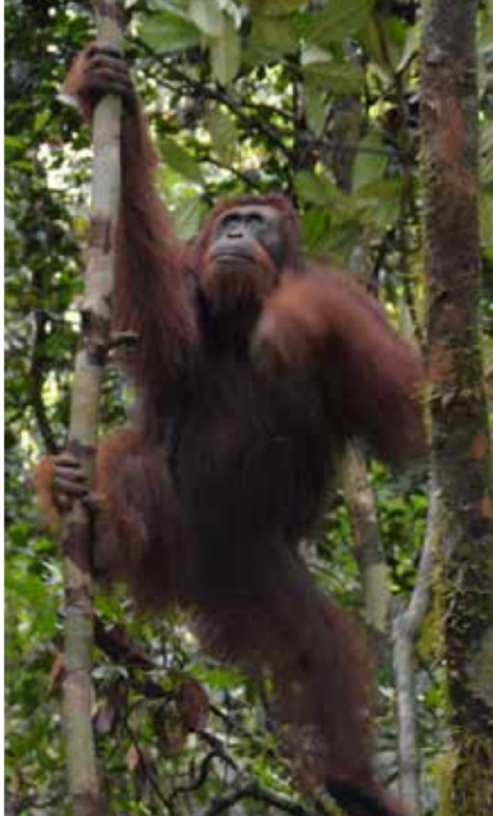 orangutan-di-kawasan-rehabilitasi-yayasan-borneo-orangutan-survival-bos.jpg