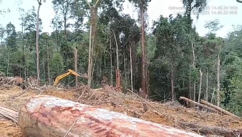 Hutan di Kotim Kotim Menyusut, Save Our Borneo Ingatkan Ancaman Ekspansi Perkebunan Sawit