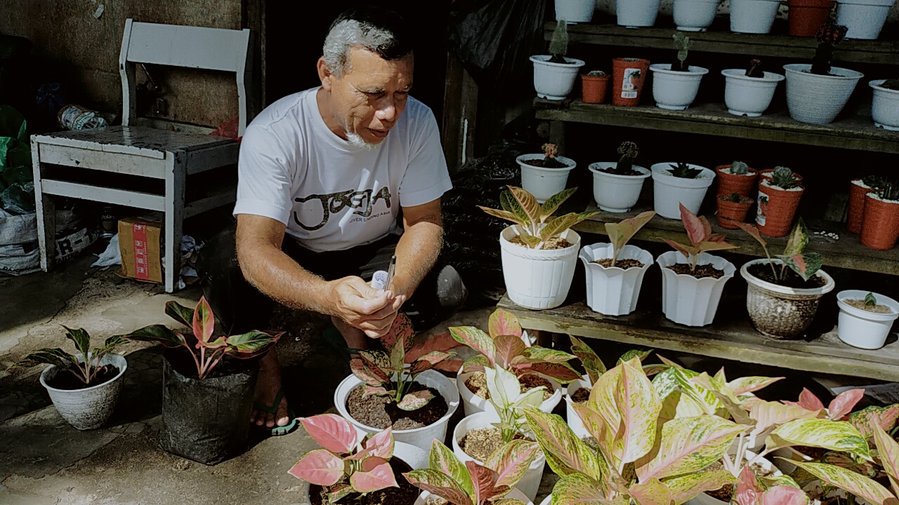penjual-tanaman-hias-asfas.jpg