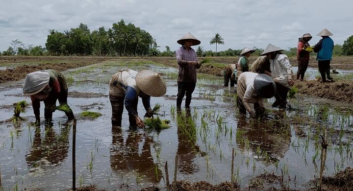 Berita Populer Kalteng, China Mau Kembangkan Sawah Padi, Lahan Pulpis dan Kapuas Cocok