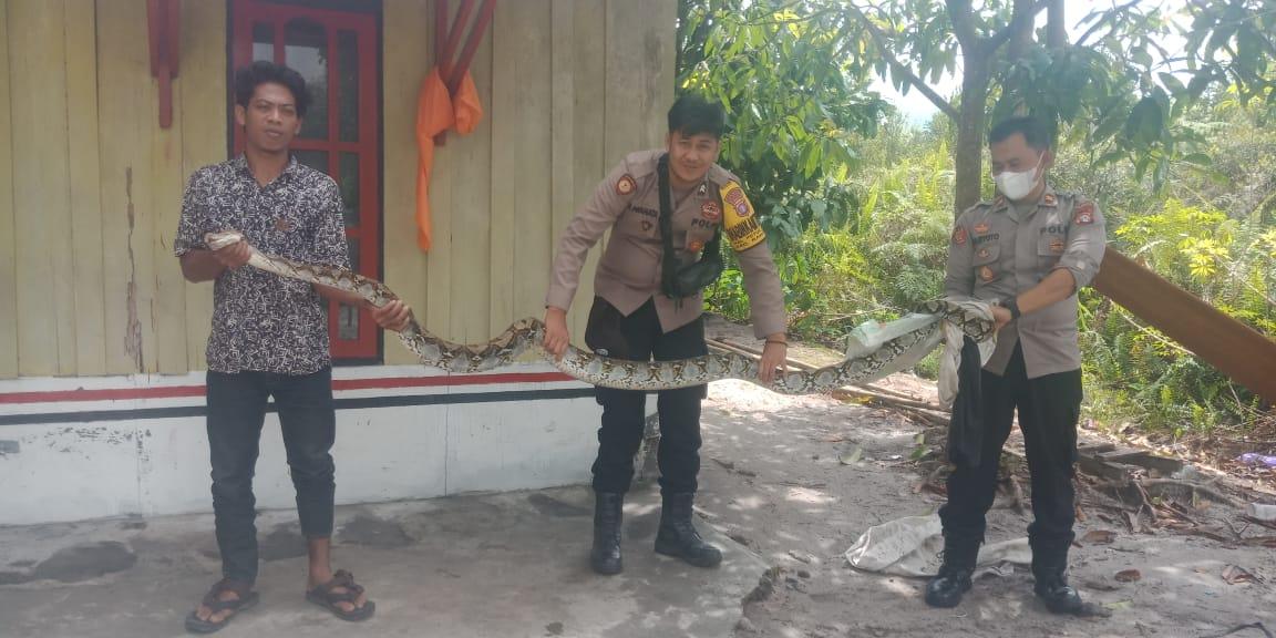 Selain Tangkap Penjahat, Personel Polsek Rakumpit Tangkap Piton 3 Meter Mangsa Ternak Warga