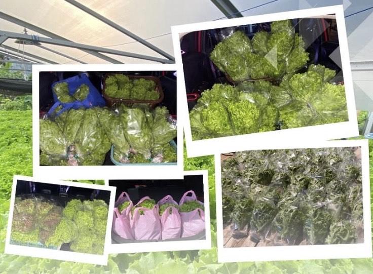 Kisah Petani Selada Kota Palangka Raya Kalteng, Penjualan Naik 10 Kali Lipat di Akhir 2025